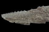 Cretaceous Swordfish (Protosphyraena) Pectoral Fin - Kansas #64125-2